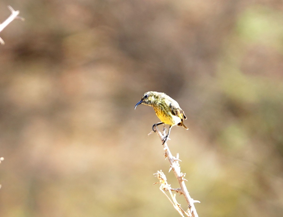 Black-bellied Sunbird - ML639861817