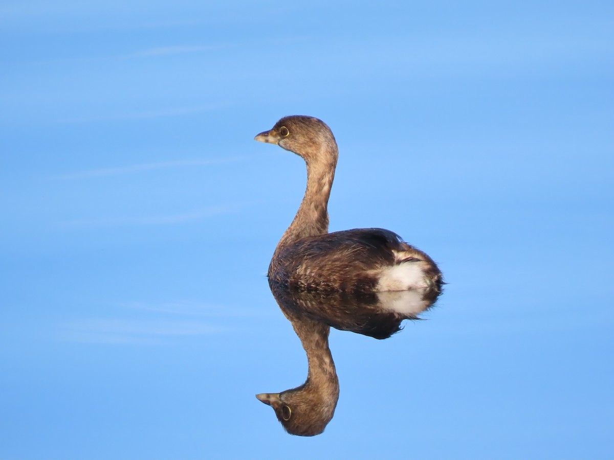 Pied-billed Grebe - ML639861838