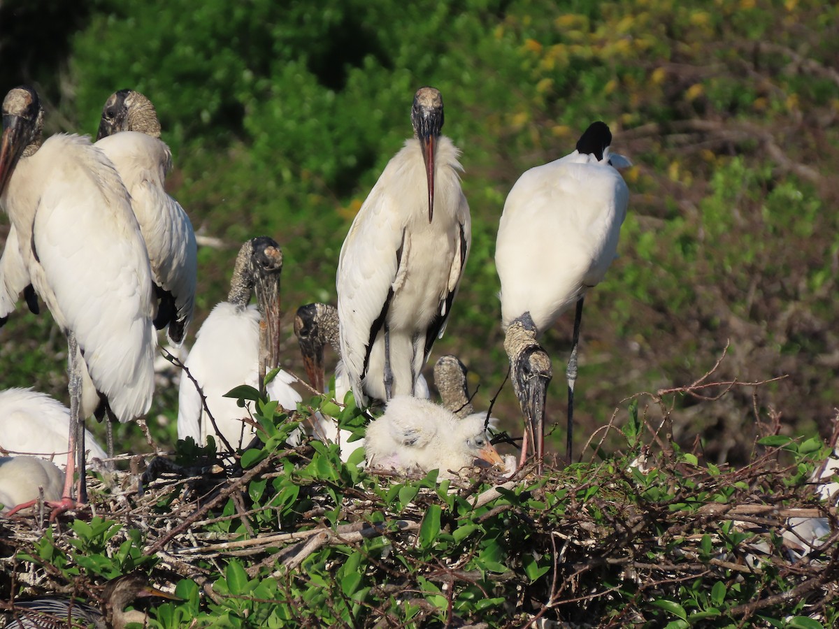 Wood Stork - ML639861842
