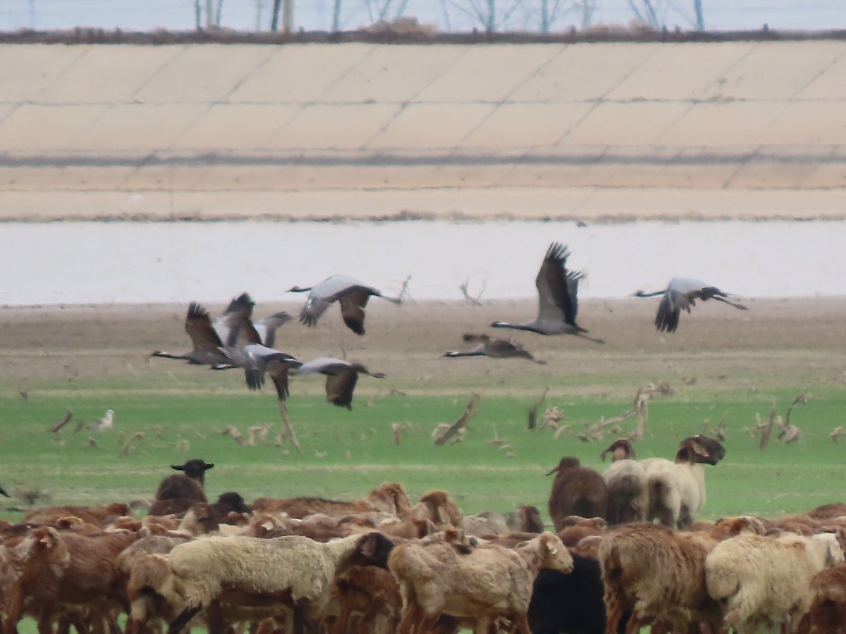Demoiselle Crane - ML639861887