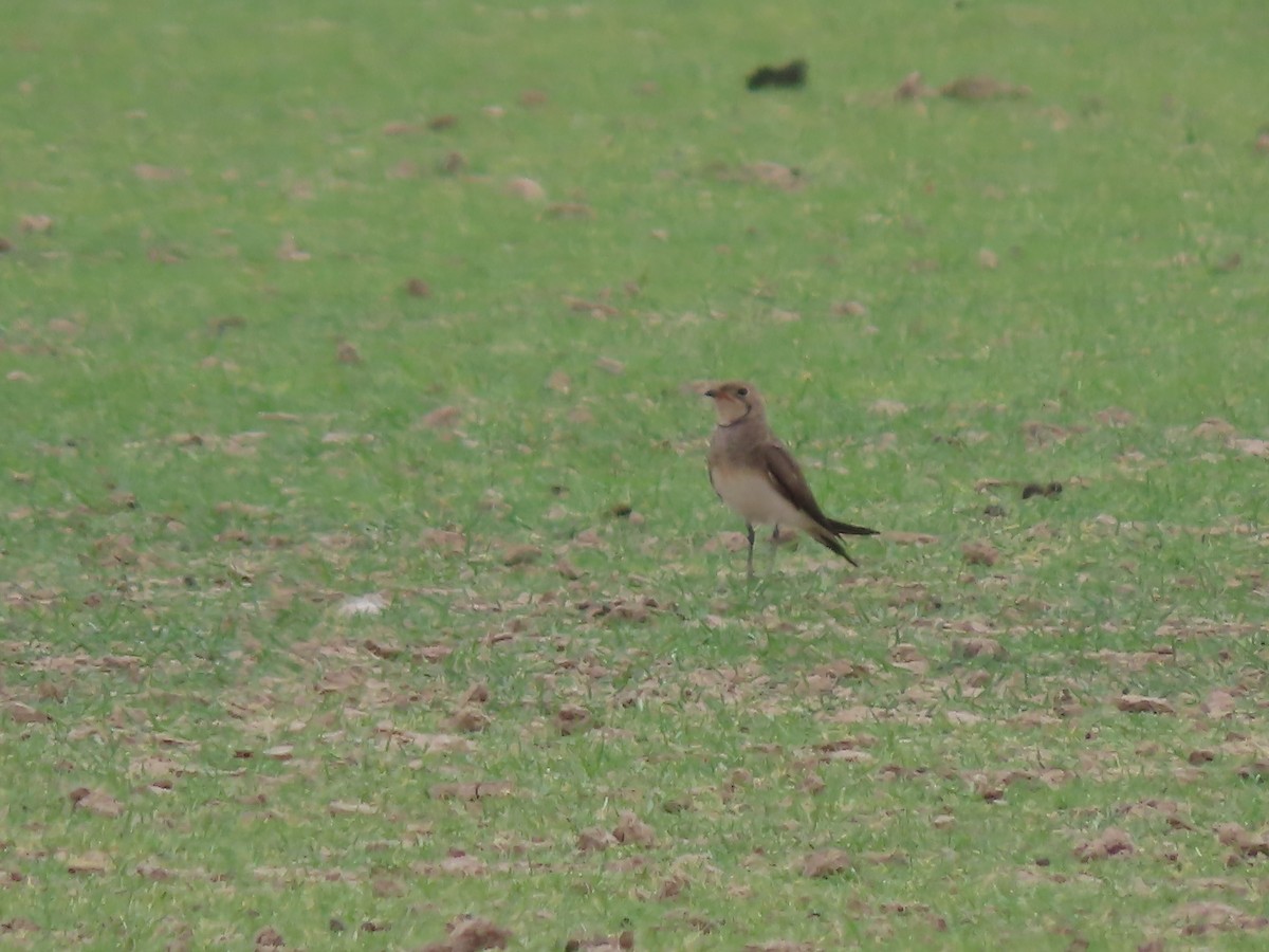Collared Pratincole - ML639861921