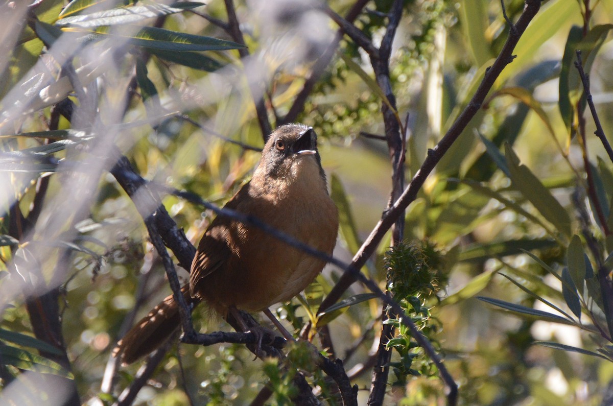 Victorin's Warbler - ML639861926