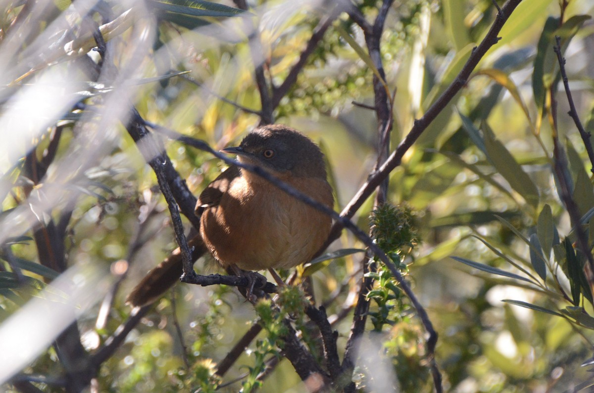 Victorin's Warbler - ML639861929