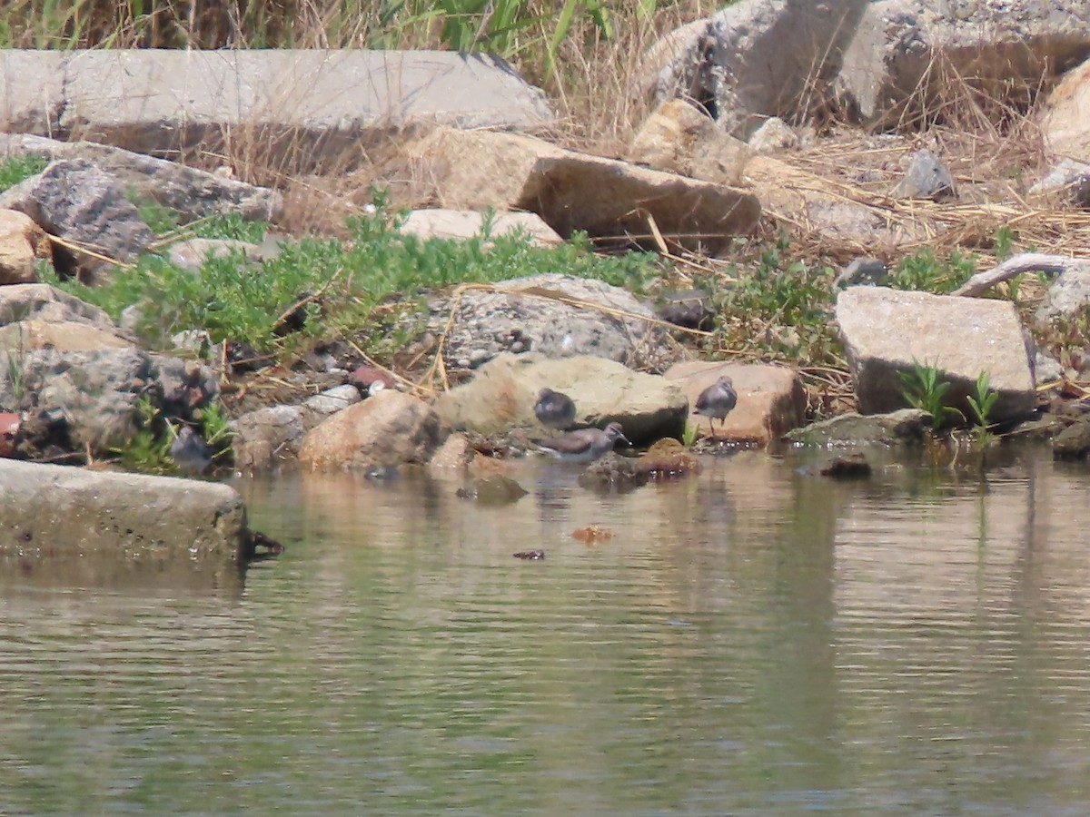 Gray-tailed Tattler - ML639861976