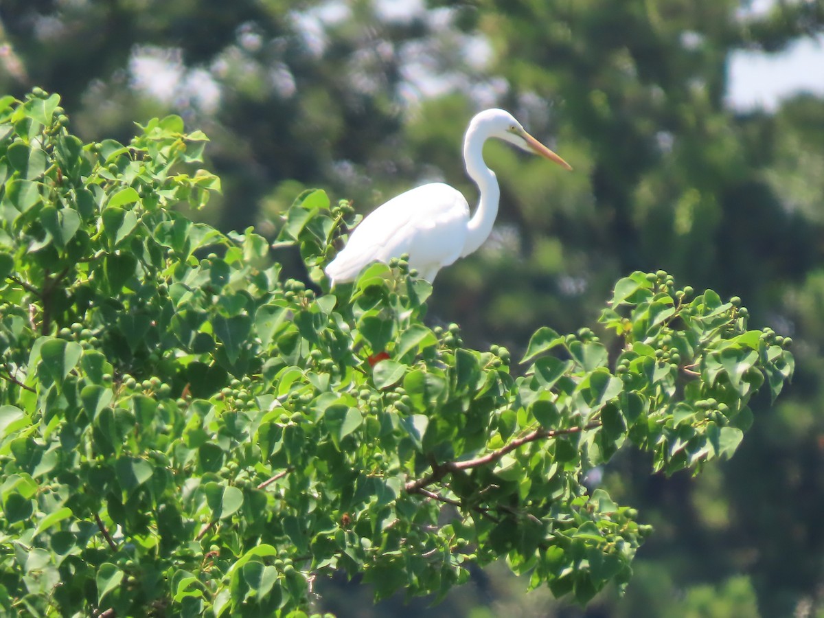 Great Egret - ML639861991