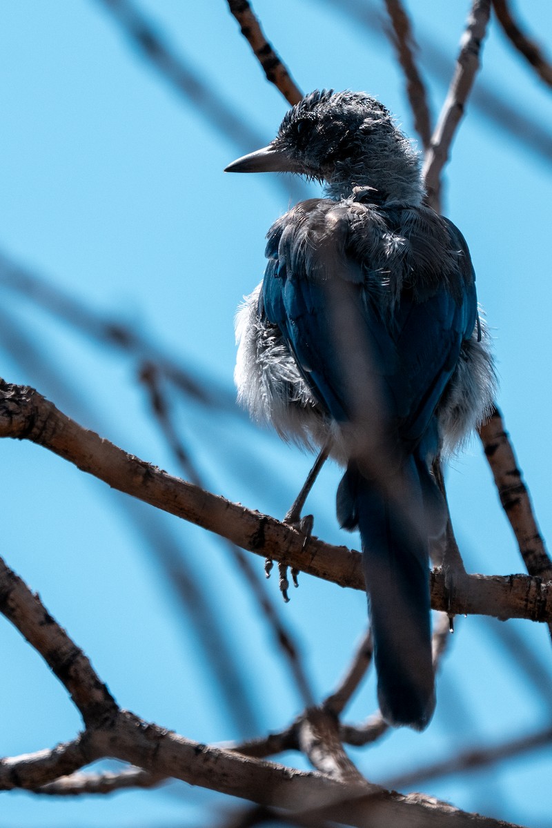 Woodhouse's Scrub-Jay - ML639862001