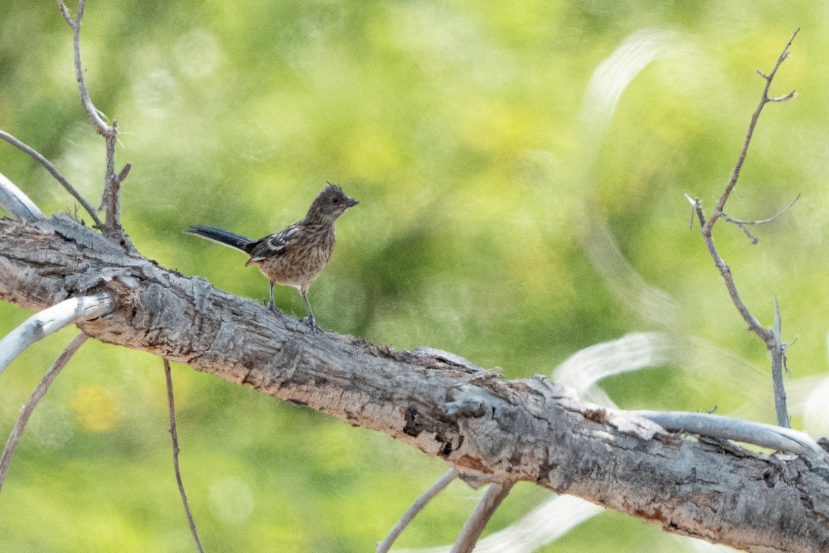 Spotted Towhee - ML639862044