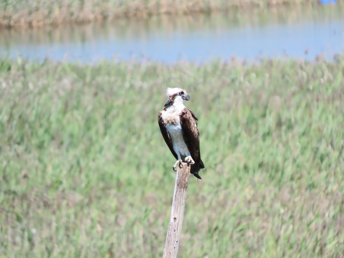 Osprey - ML639862069