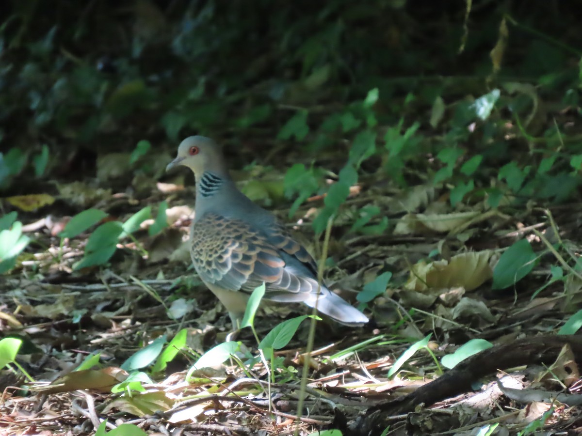 Oriental Turtle-Dove - ML639862091