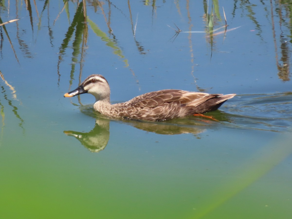 Eastern Spot-billed Duck - ML639862099