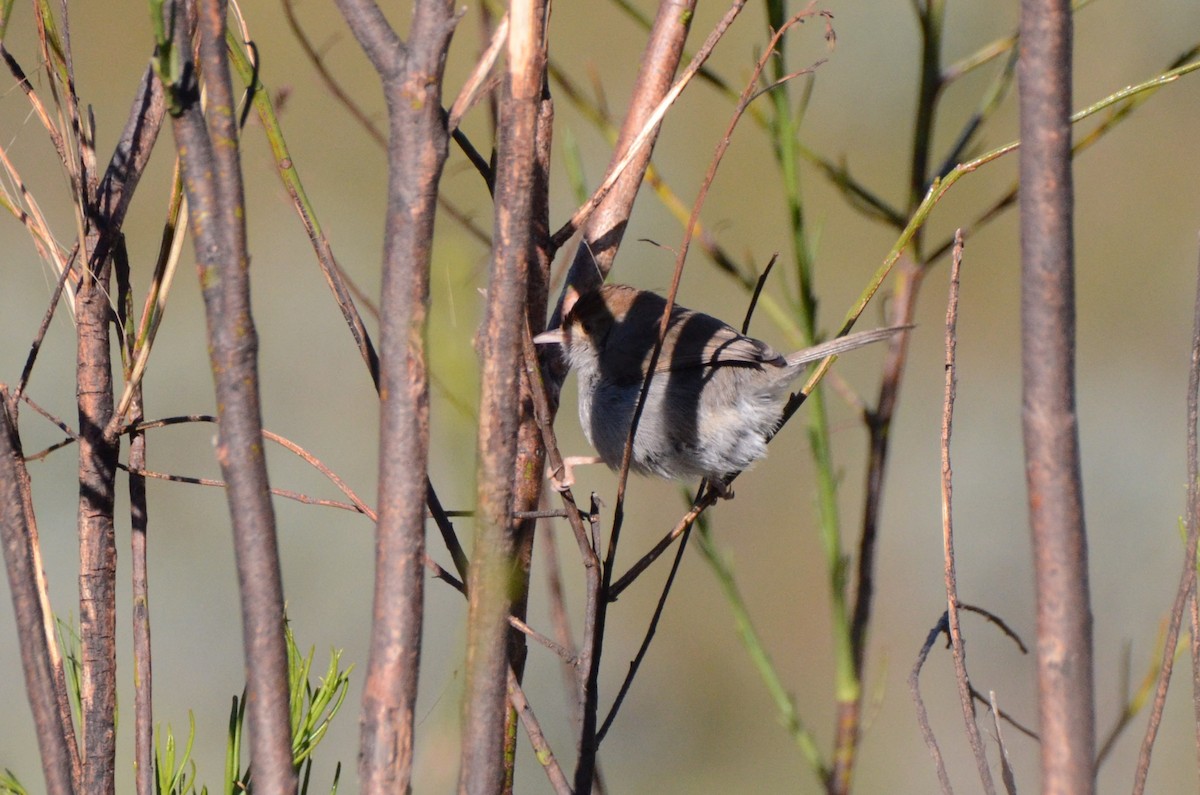 Piping Cisticola - ML639862164