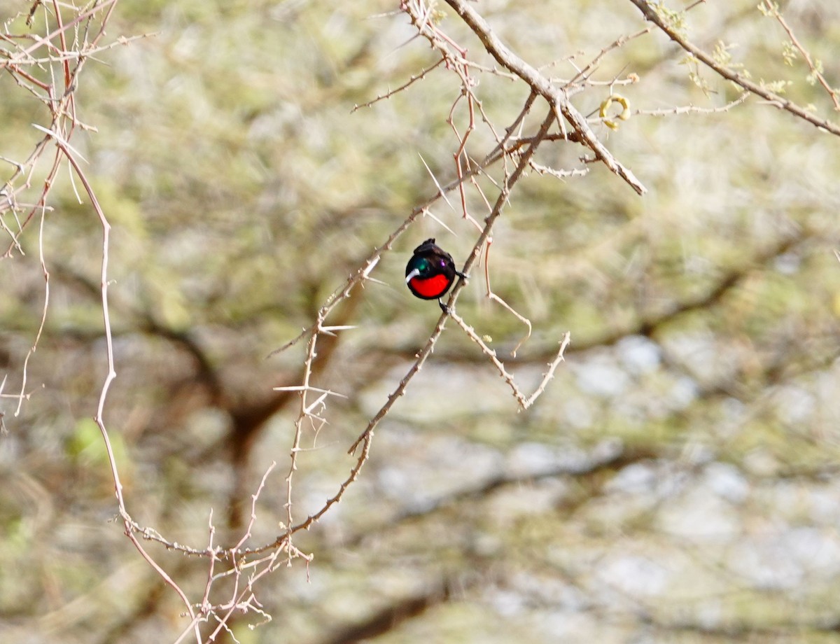 Hunter's Sunbird - ML639862170