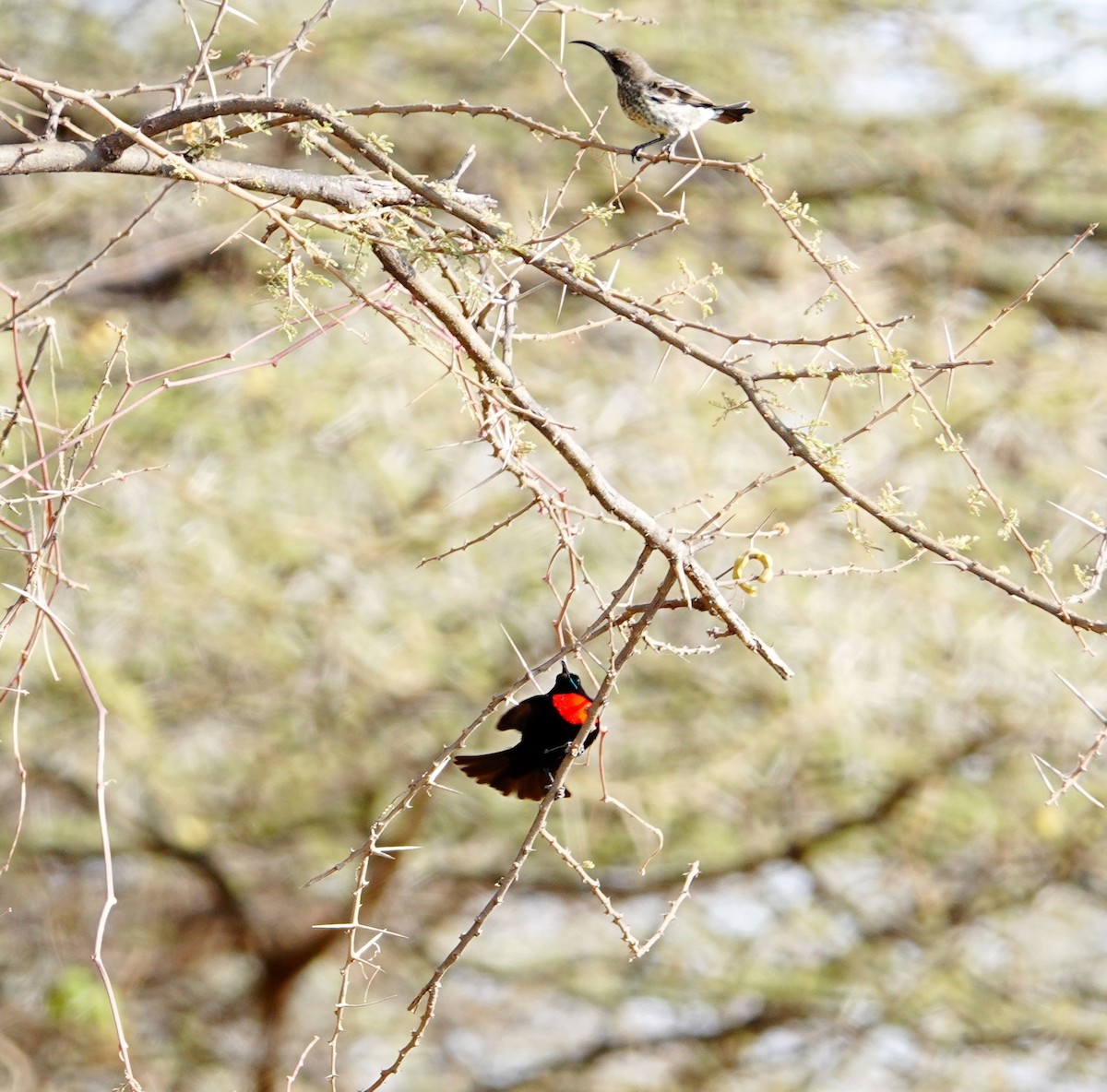 Hunter's Sunbird - ML639862172