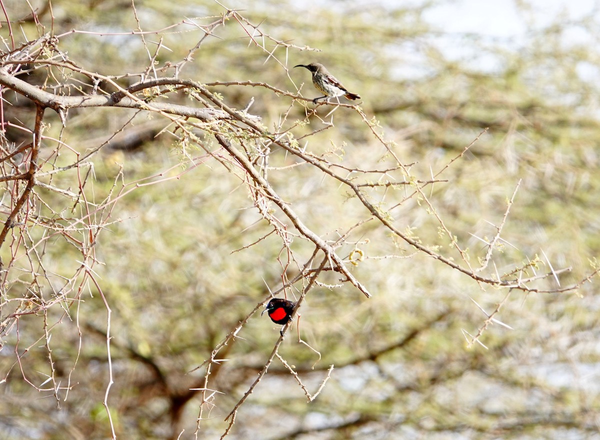 Hunter's Sunbird - ML639862173