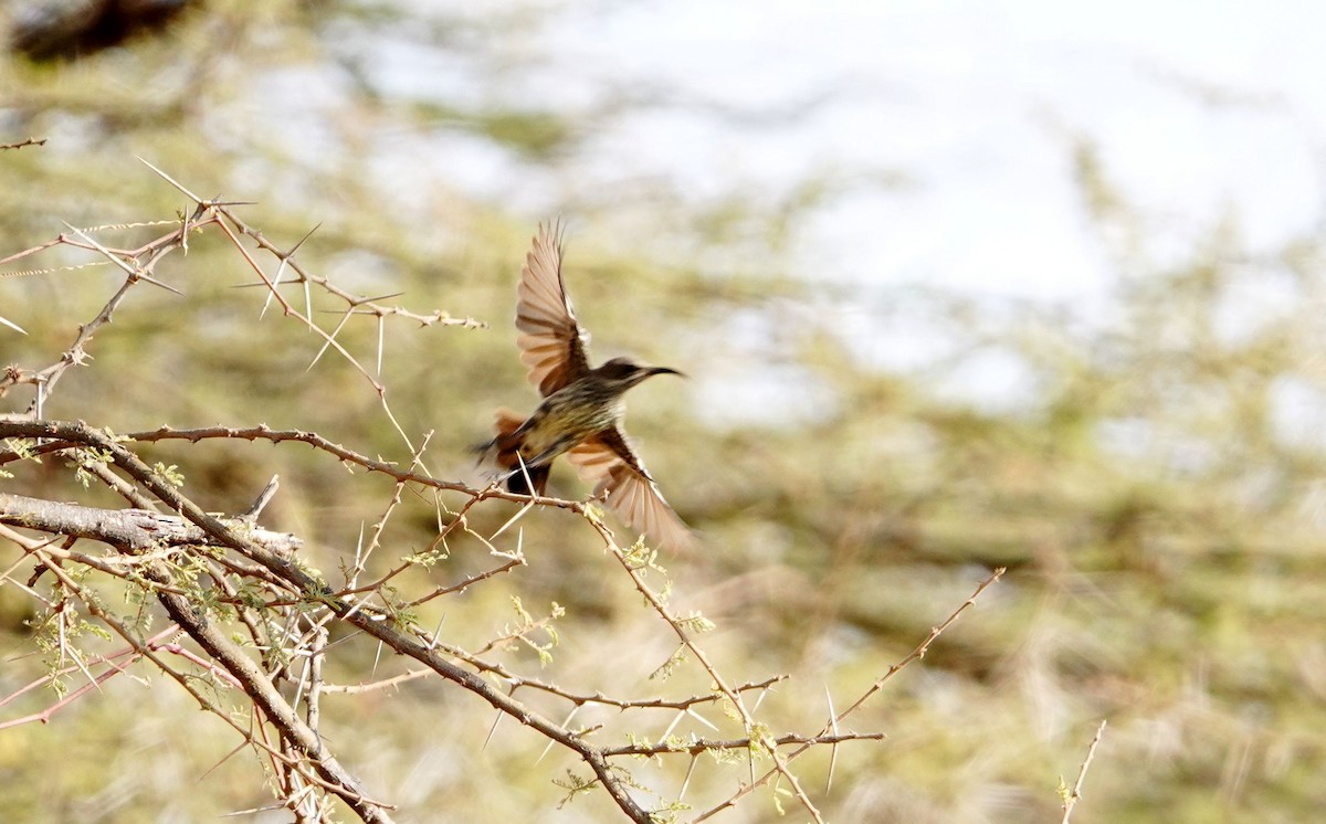 Hunter's Sunbird - ML639862174