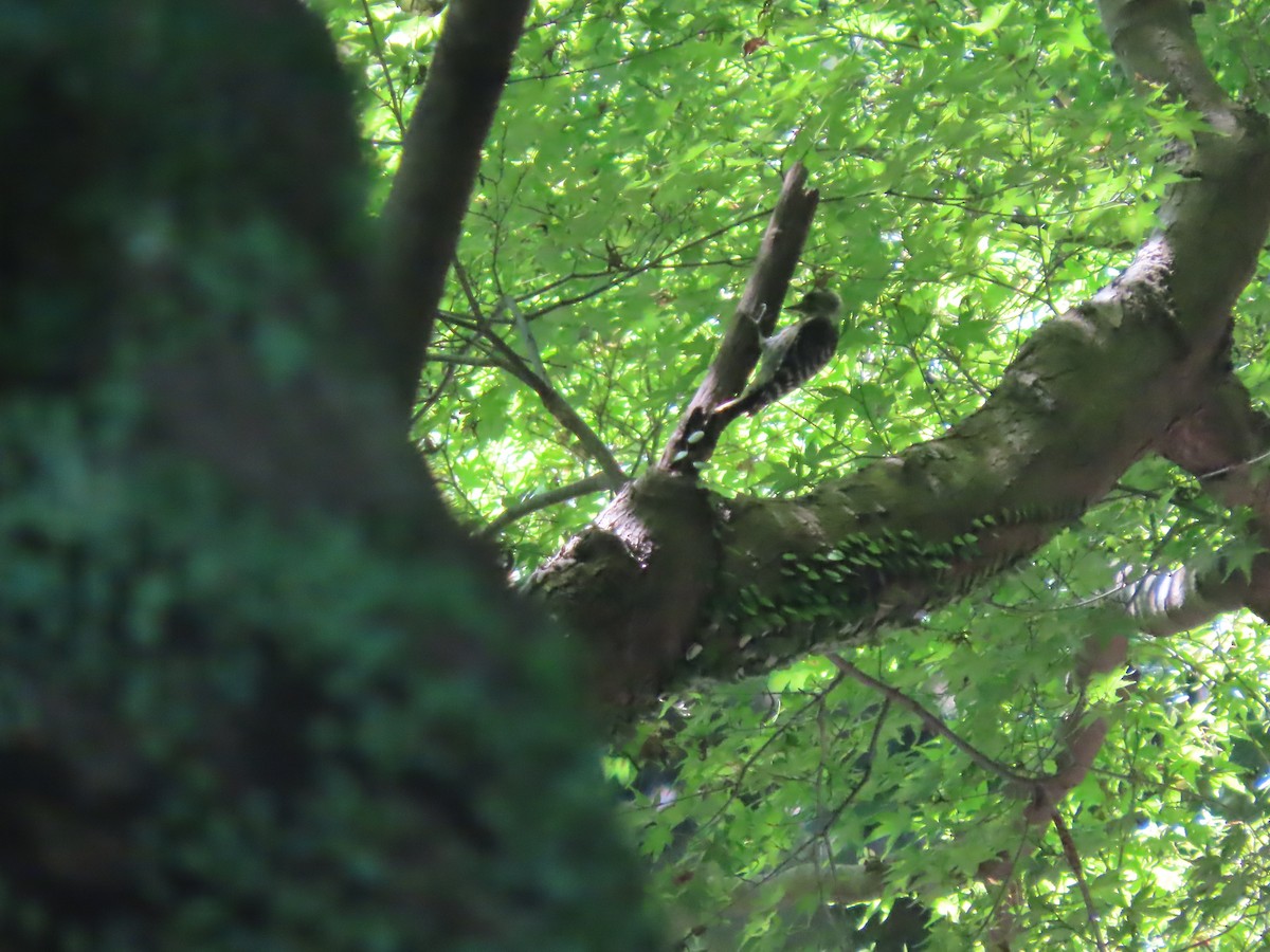 Japanese Pygmy Woodpecker - ML639862183