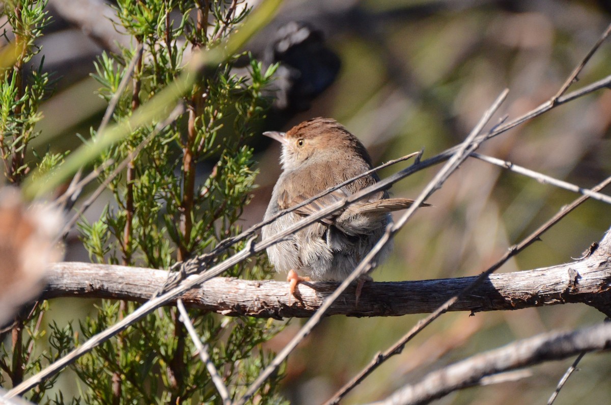 Piping Cisticola - ML639862186
