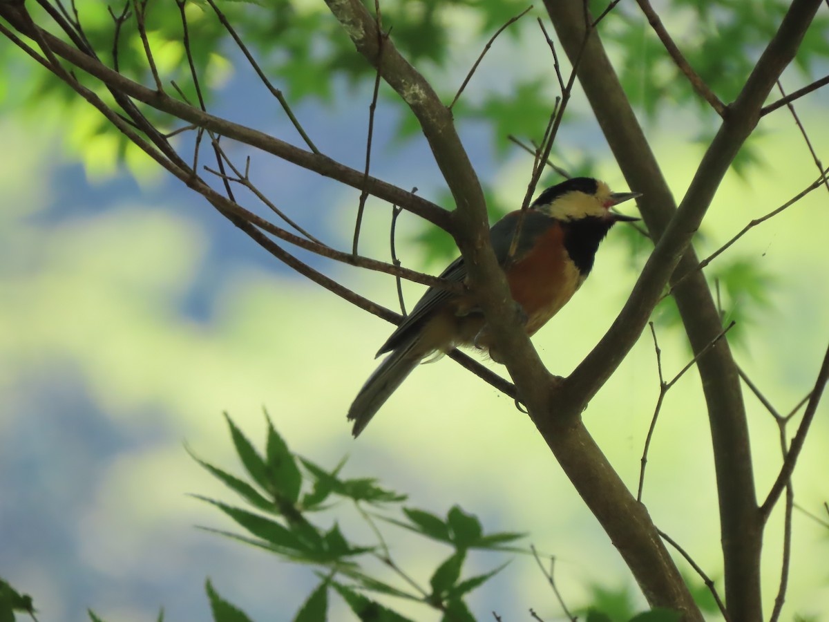 Varied Tit - ML639862190