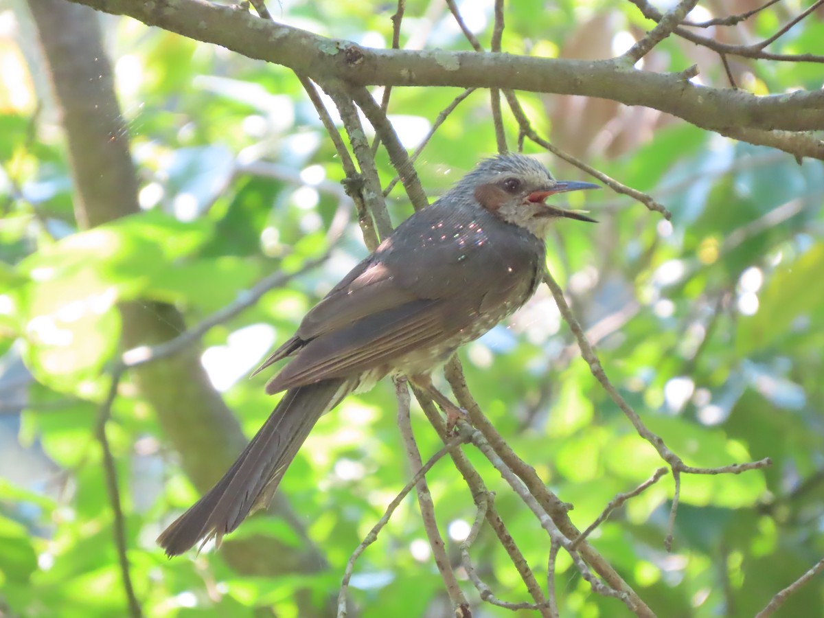 Brown-eared Bulbul - ML639862224