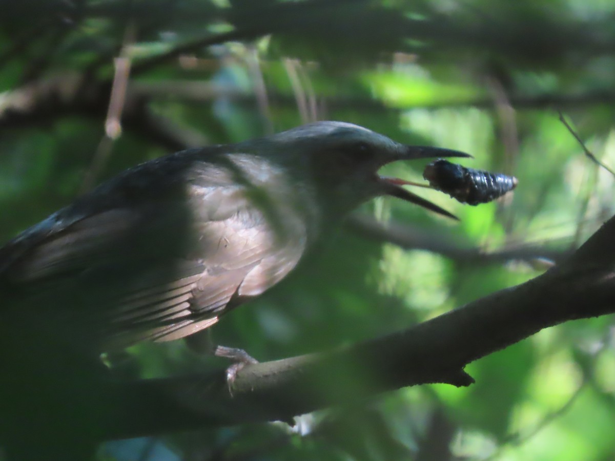 Brown-eared Bulbul - ML639862225