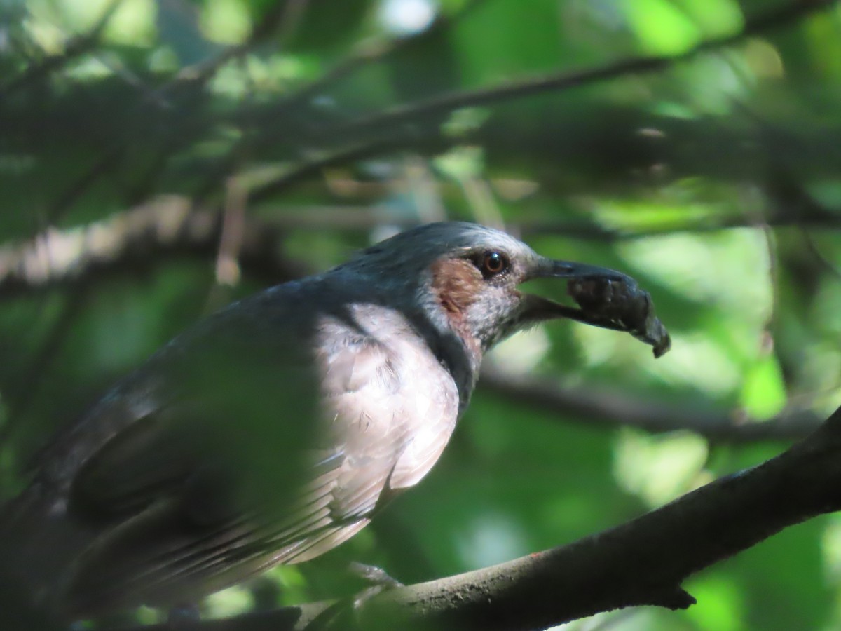 Brown-eared Bulbul - ML639862226
