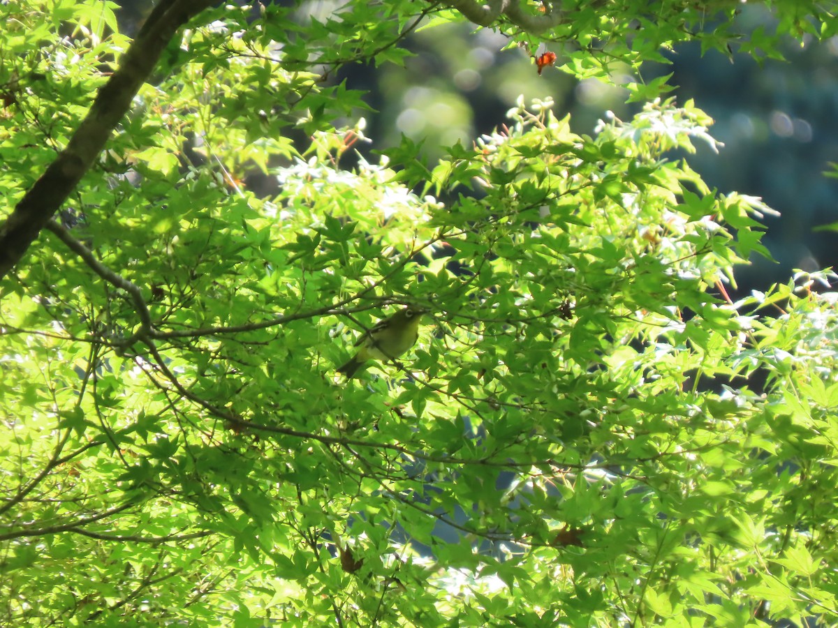 Warbling White-eye - ML639862273