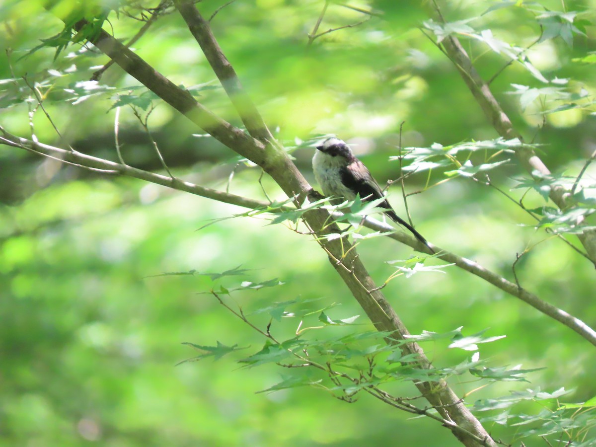 Long-tailed Tit - ML639862287