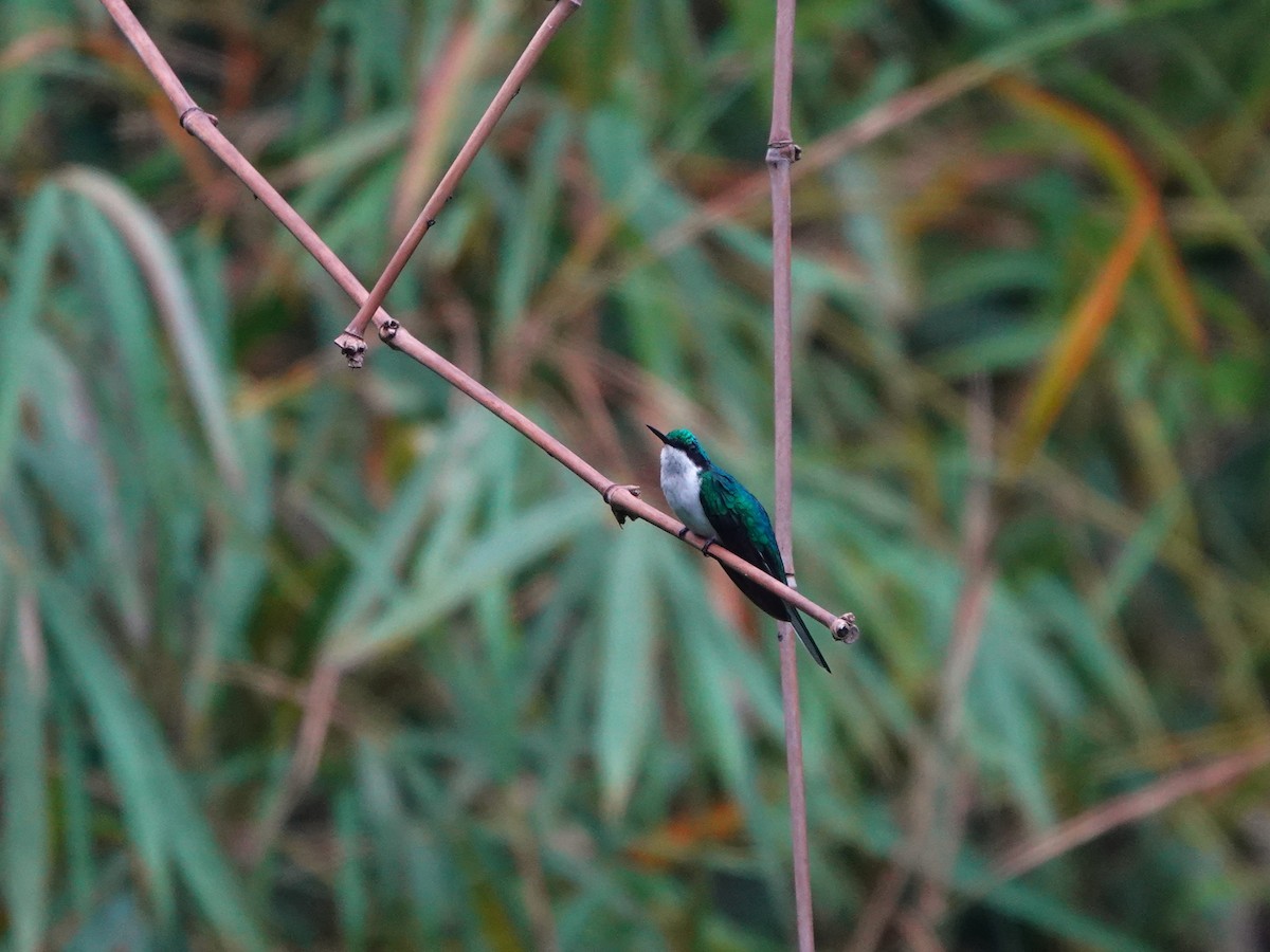 Black-eared Fairy - ML639862294