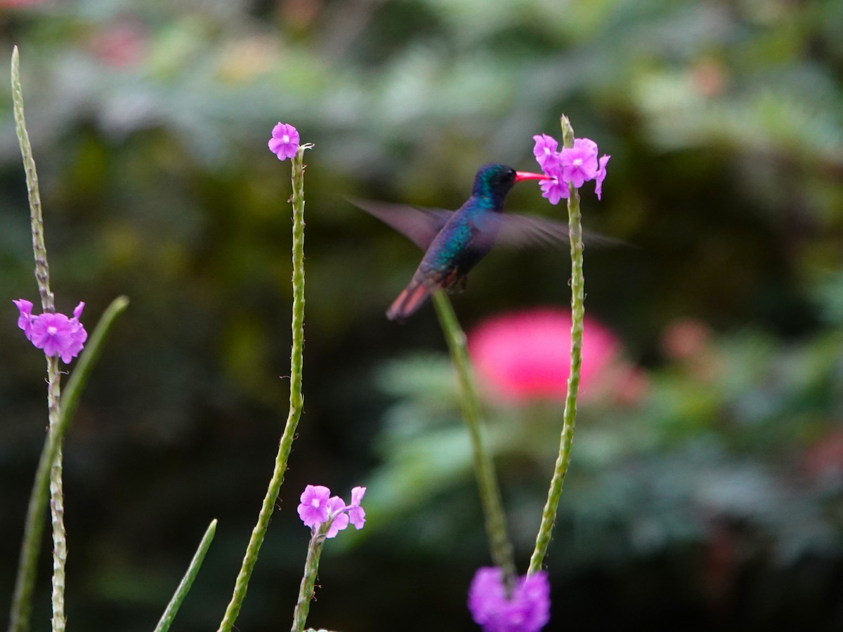 Rufous-throated Sapphire - ML639862297