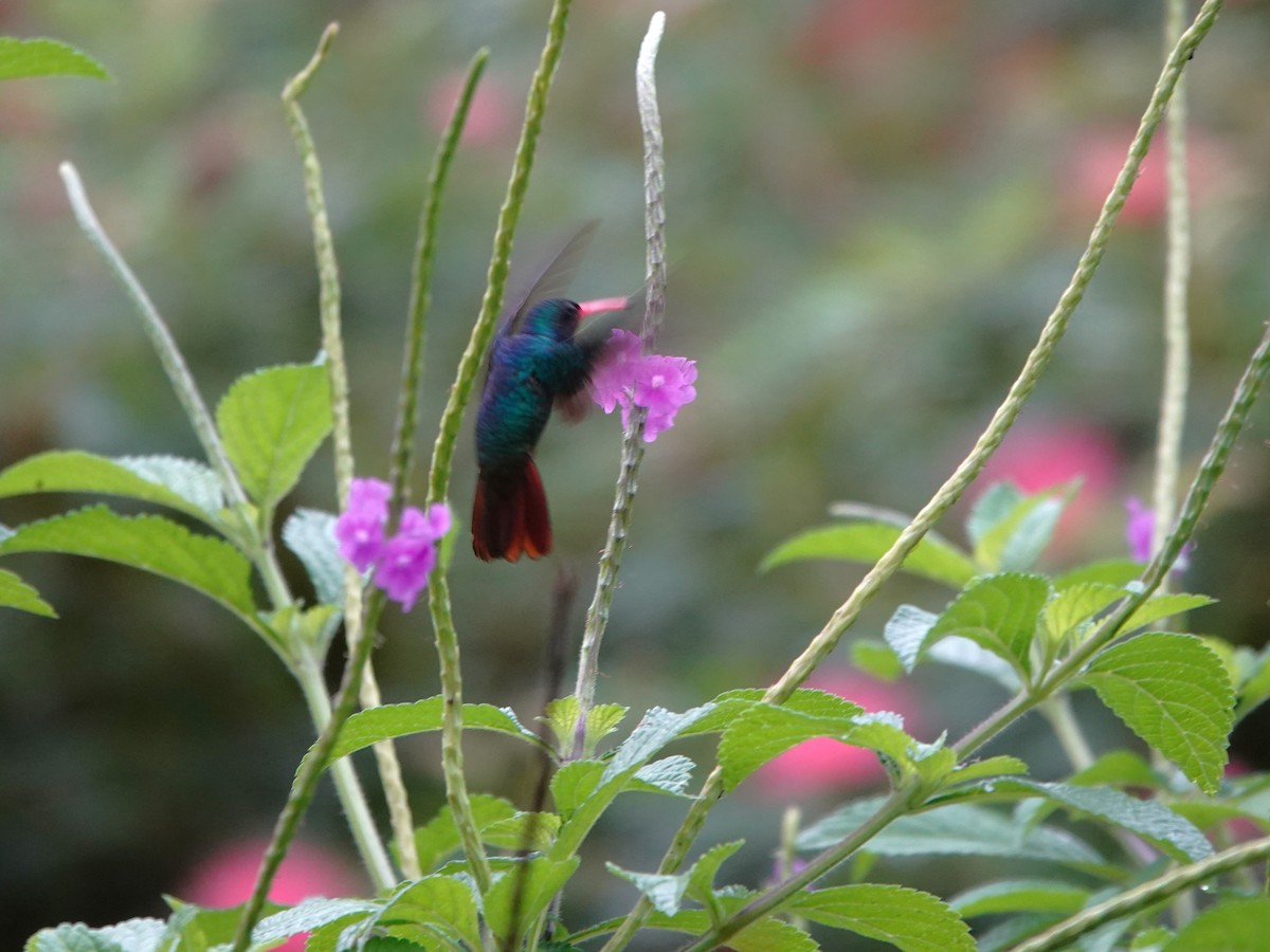 Rufous-throated Sapphire - ML639862298
