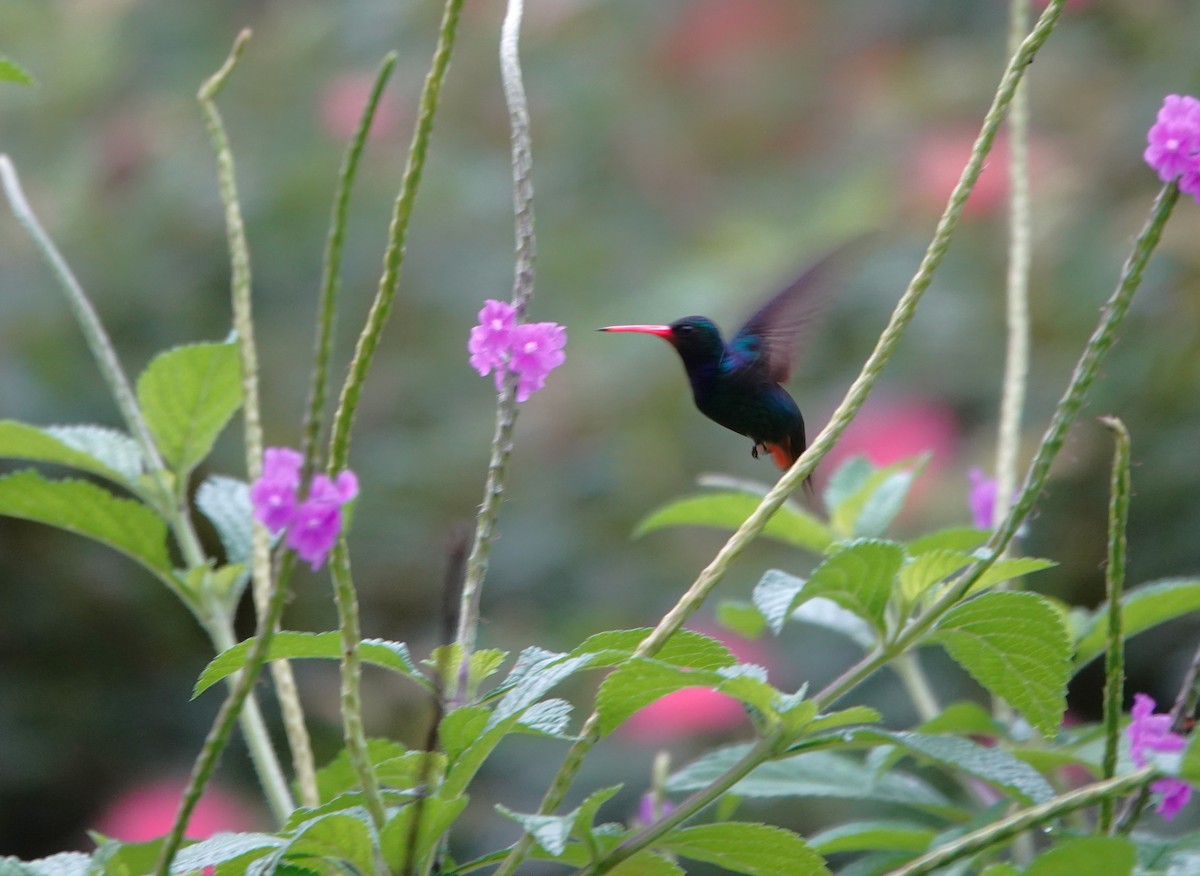 Rufous-throated Sapphire - ML639862299