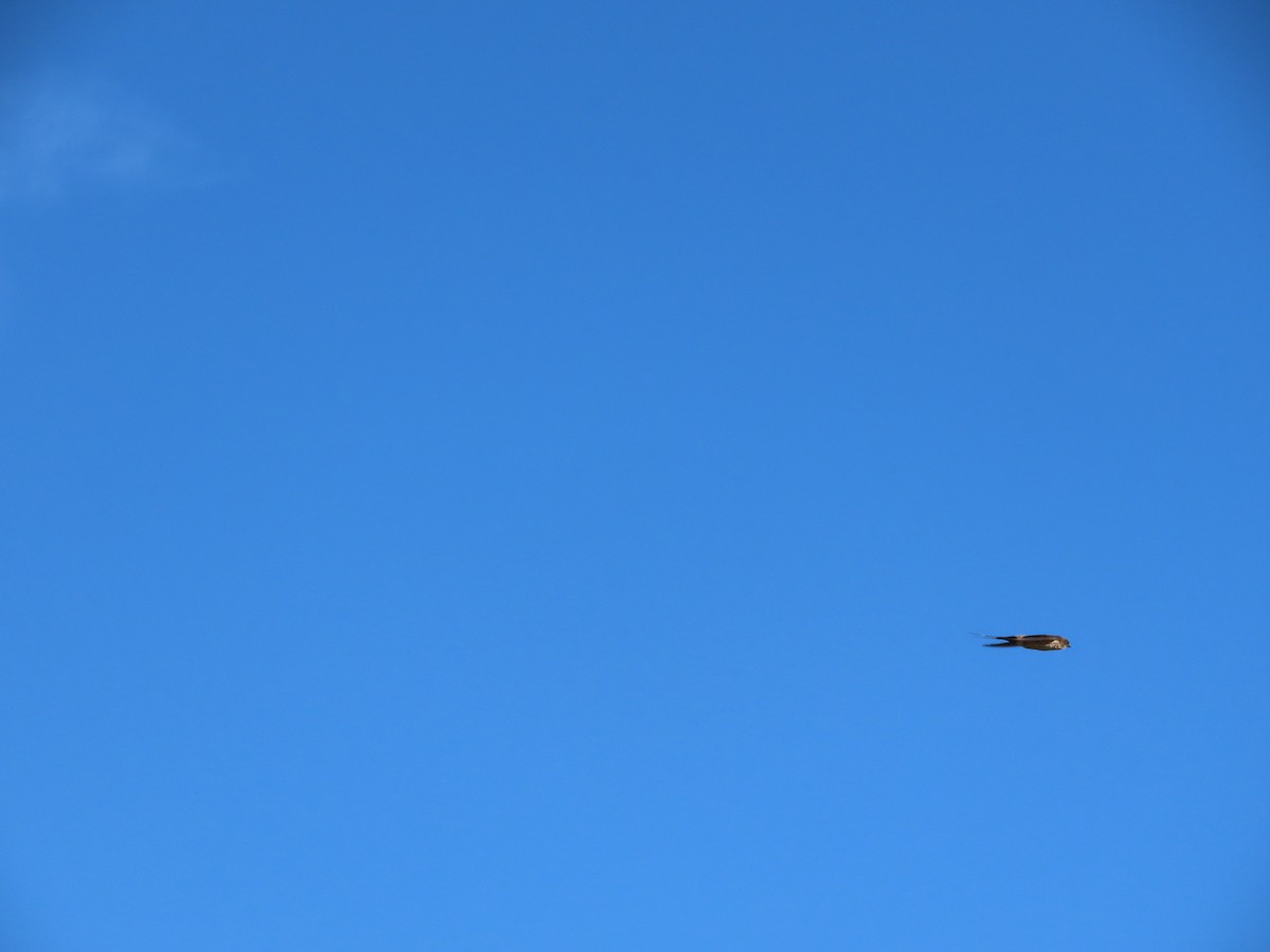 Eastern Red-rumped Swallow (Striated) - ML639862300