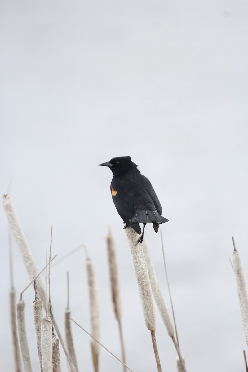 Red-winged Blackbird - ML639862347