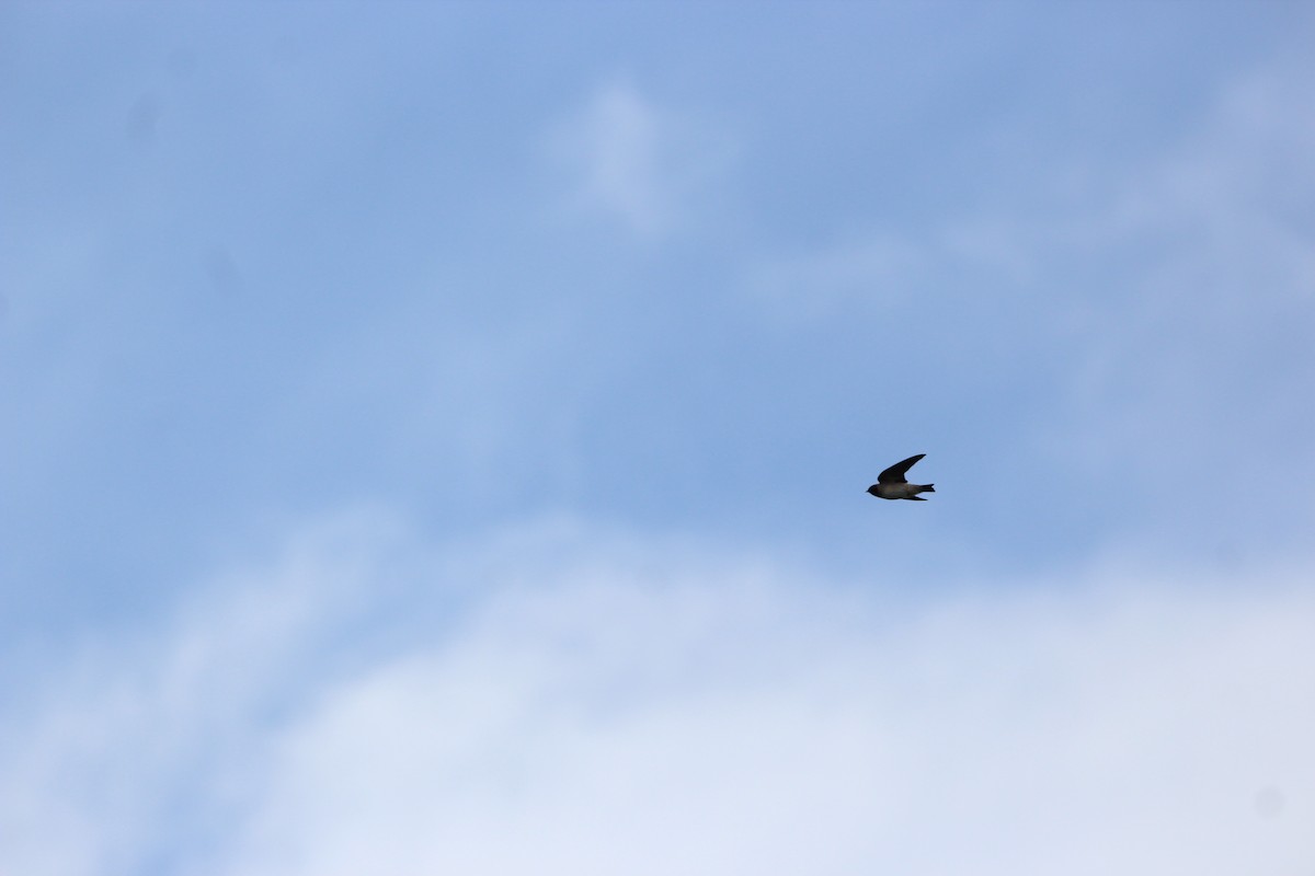 Cliff Swallow - ML639862359