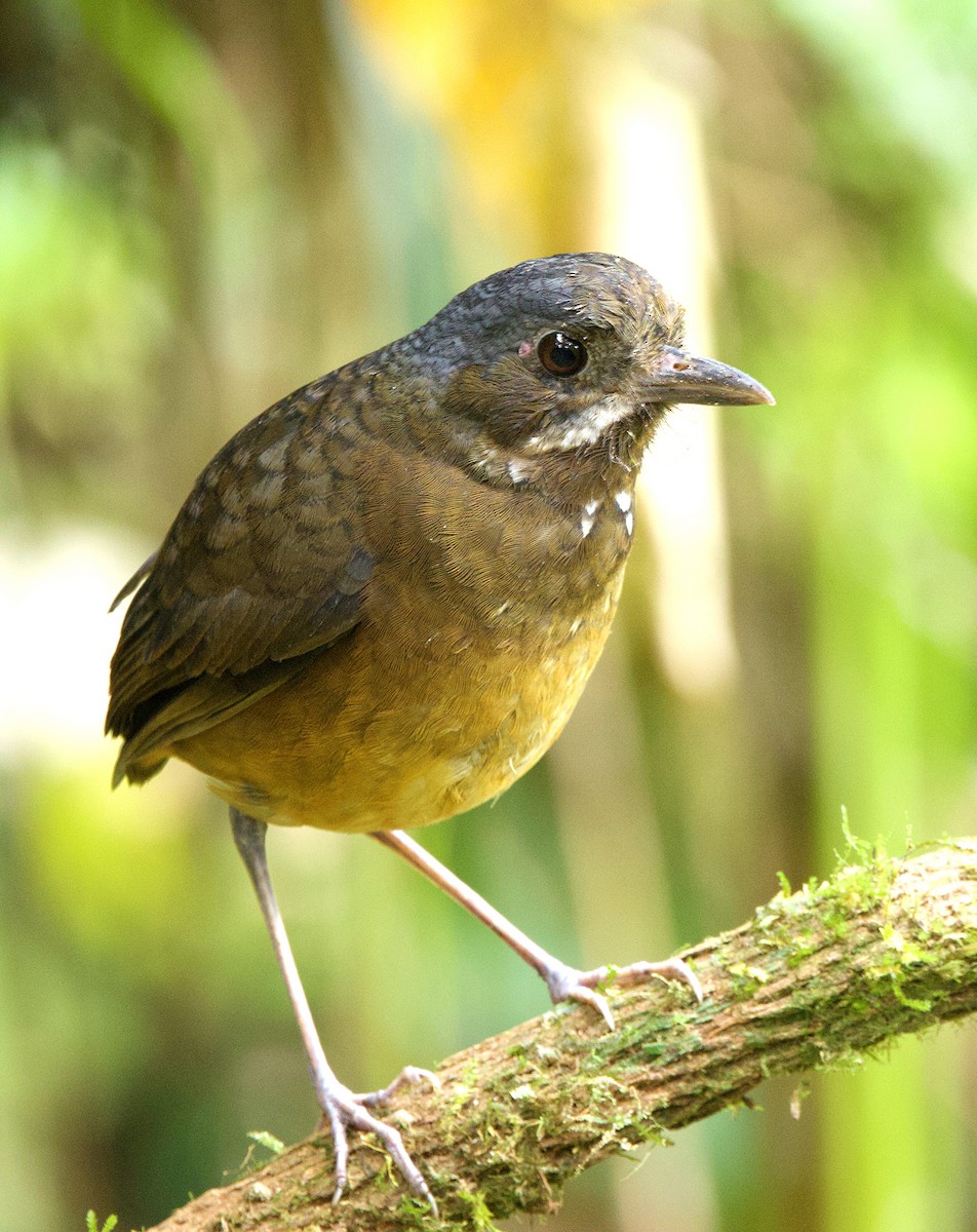 Moustached Antpitta - ML639862453