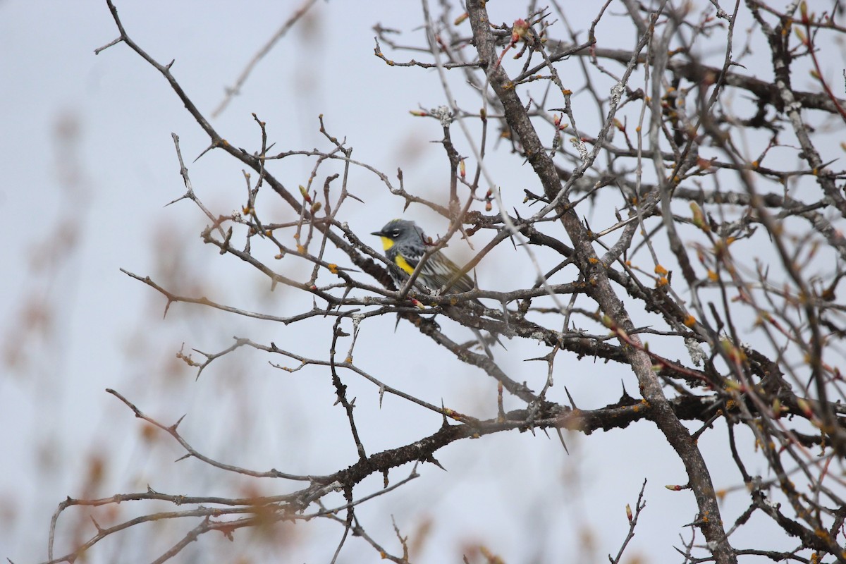 Yellow-rumped Warbler - ML639862490