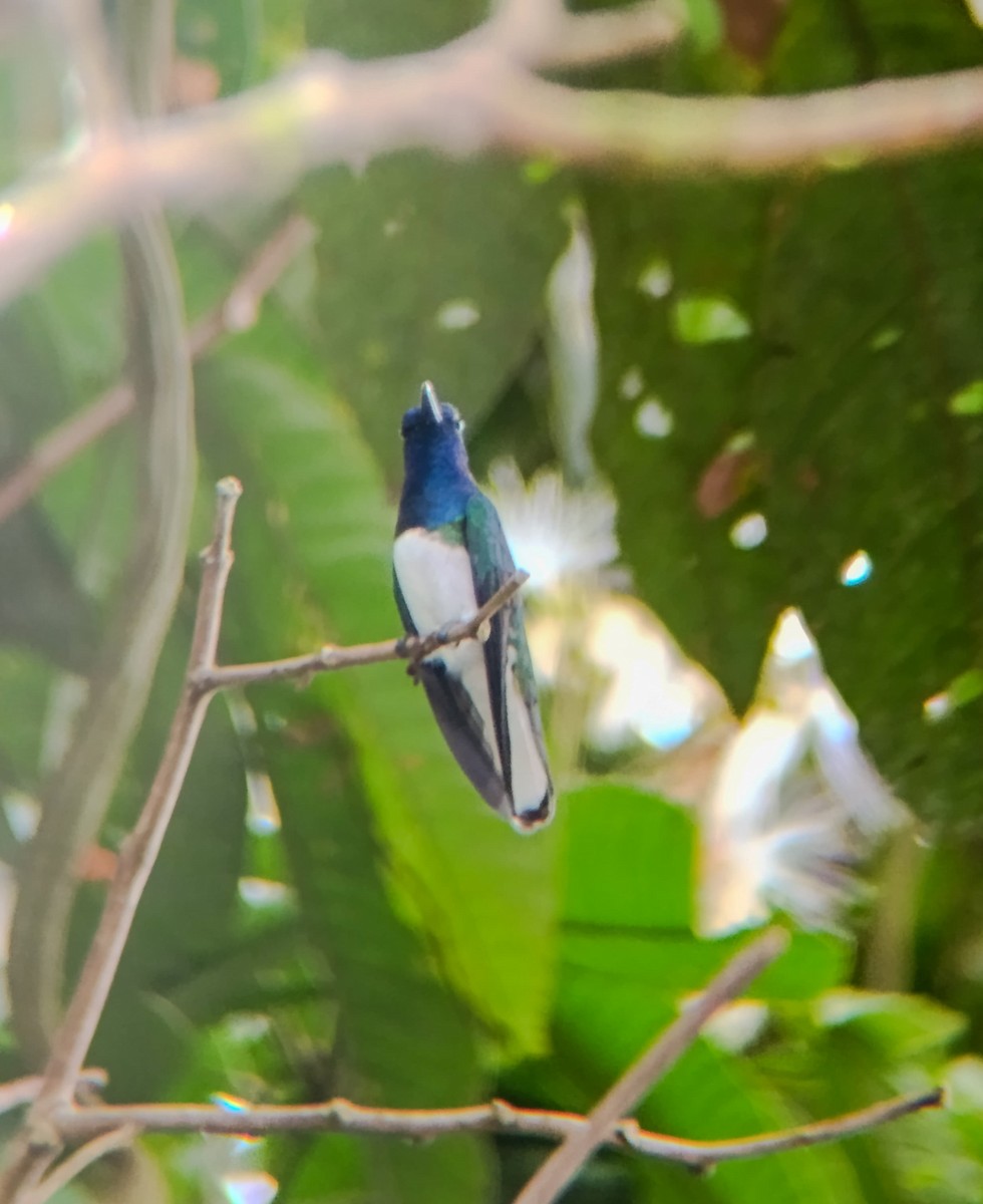 White-necked Jacobin - ML639862559