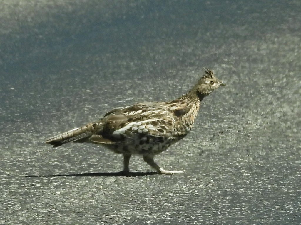 Ruffed Grouse - ML639862566