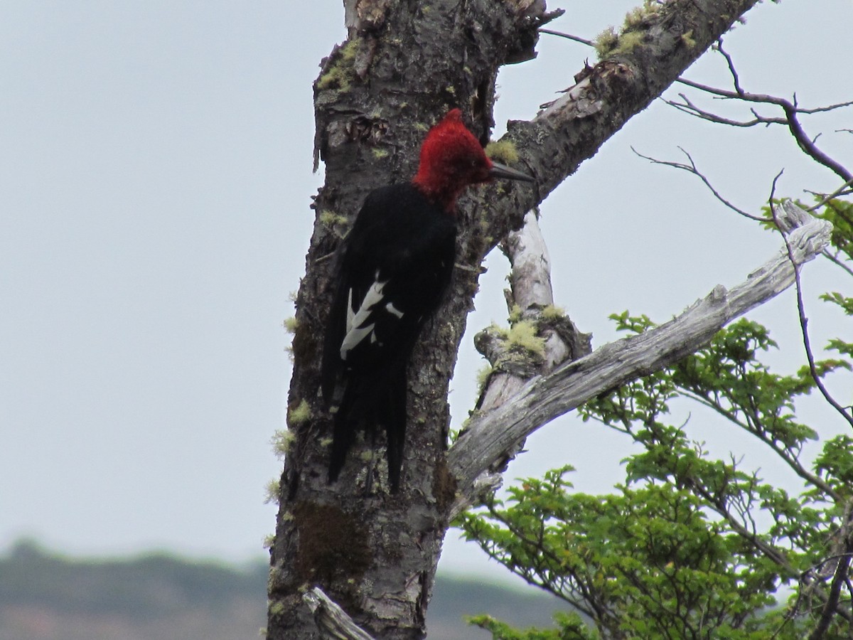 Magellanic Woodpecker - ML639862570
