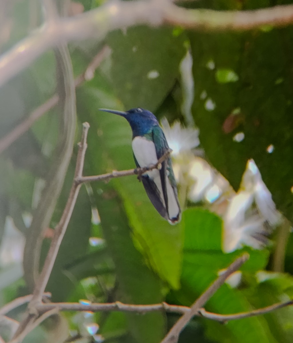 White-necked Jacobin - ML639862576