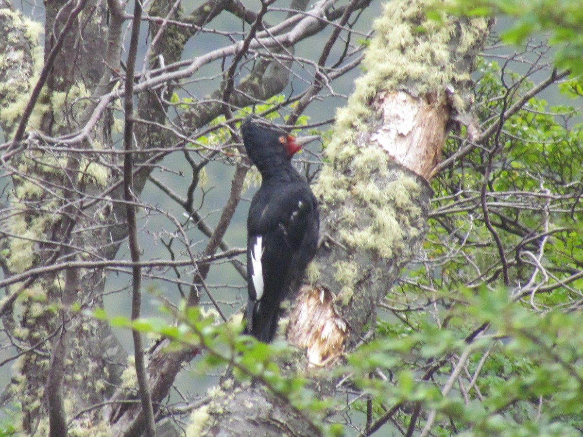 Magellanic Woodpecker - ML639862579