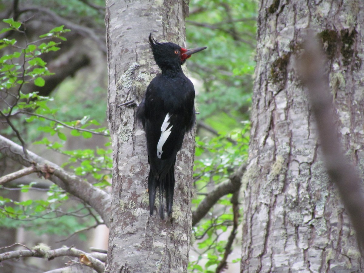 Magellanic Woodpecker - ML639862590