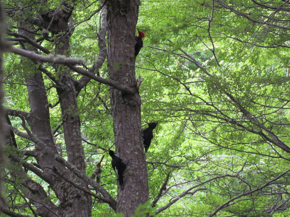 Magellanic Woodpecker - ML639862599