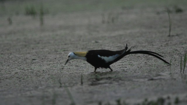 Pheasant-tailed Jacana - ML639862631