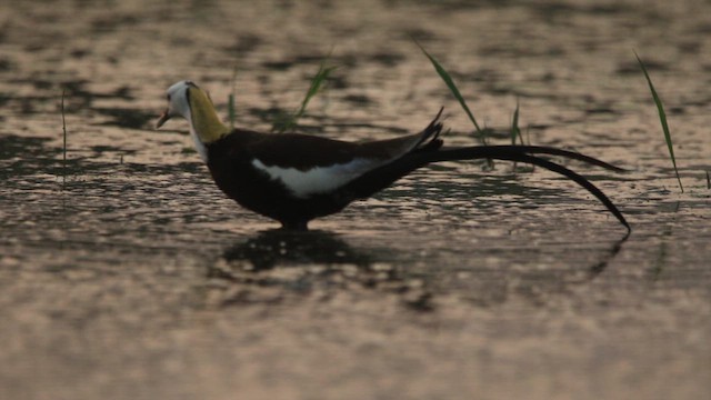 Pheasant-tailed Jacana - ML639862632