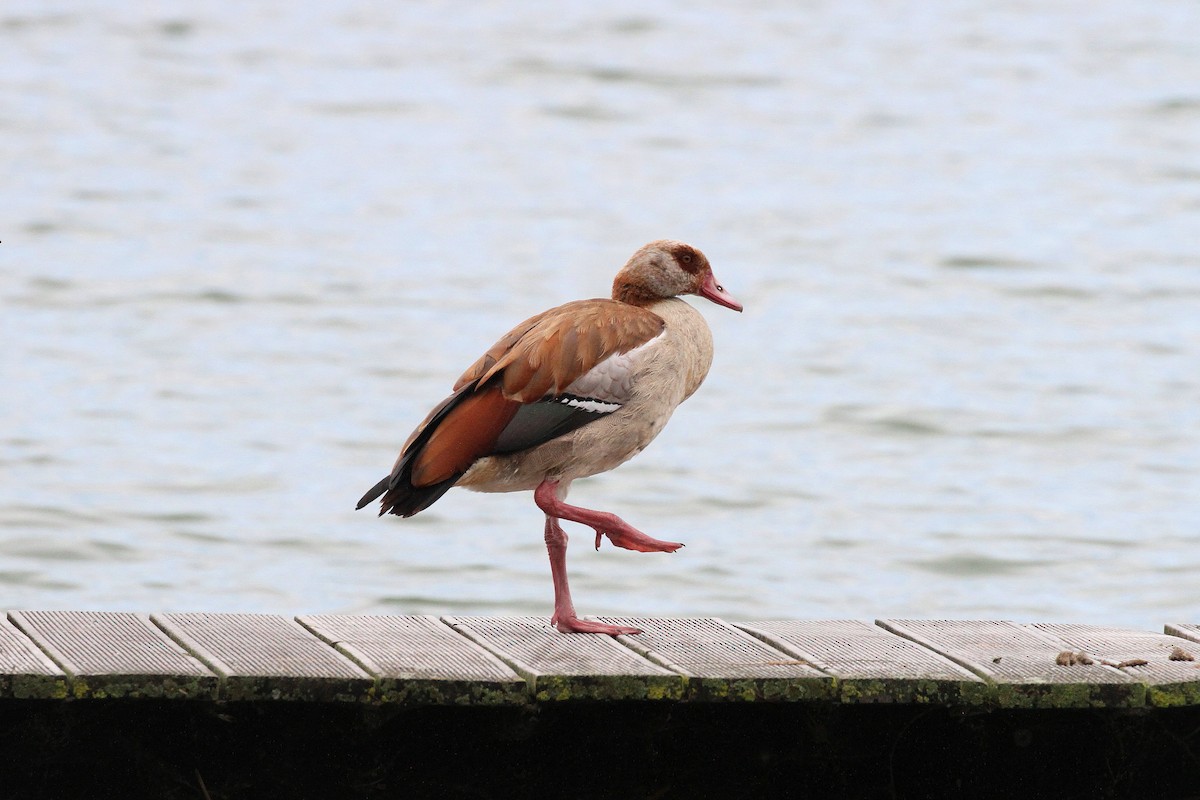 Egyptian Goose - ML639862640