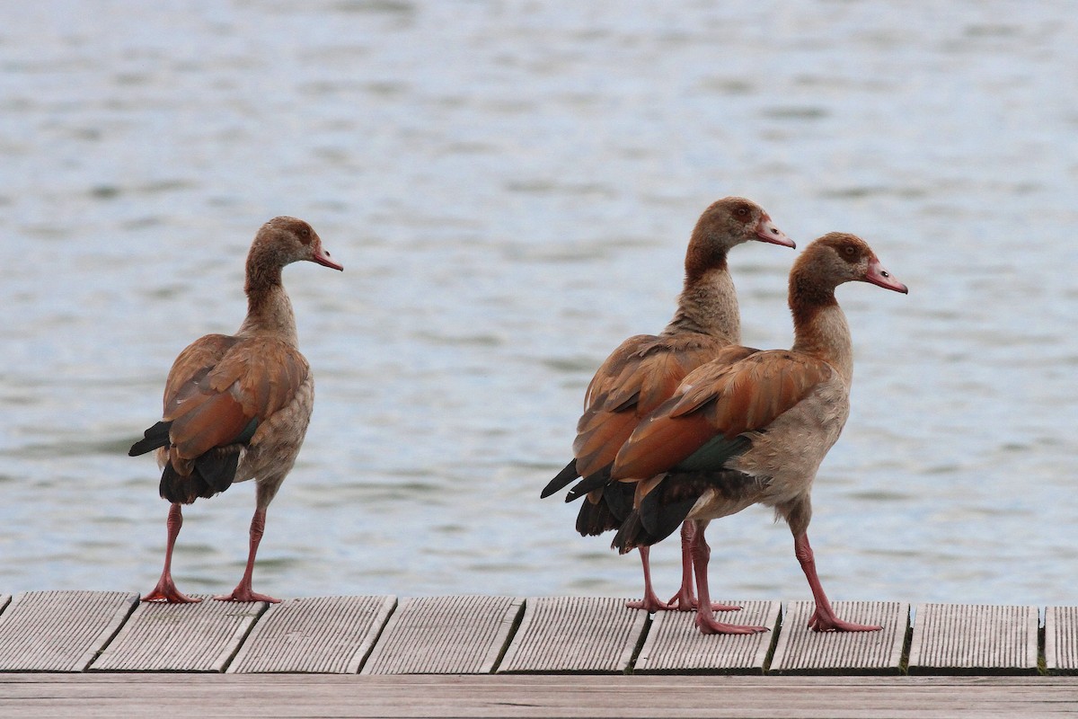 Egyptian Goose - ML639862641