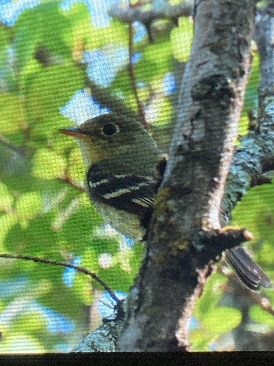 Yellow-bellied Flycatcher - ML639862664