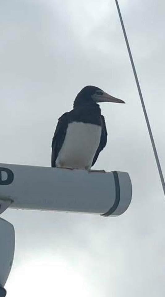 Cocos Booby - ML639862698