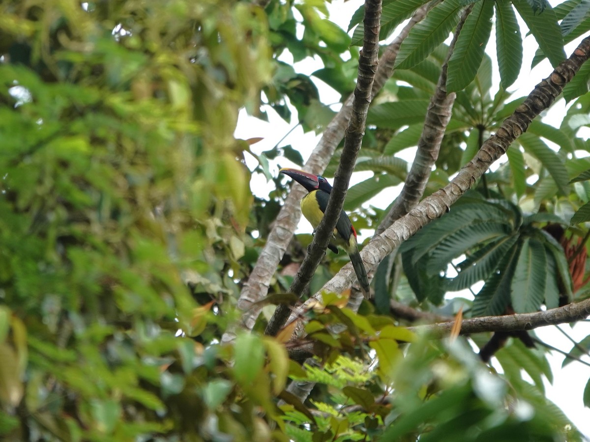 Araçari vert - ML639862699